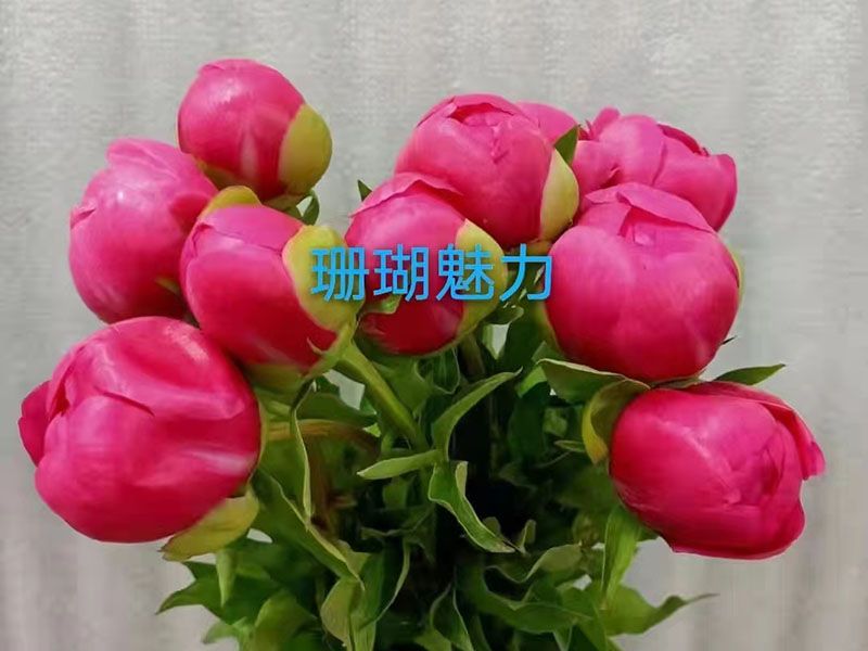 芍藥花功效和作用？